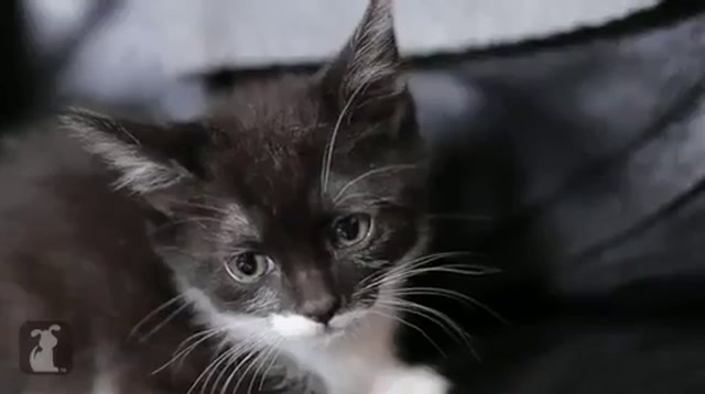 Pet Collective remixa Street Fighter II in chiave felina